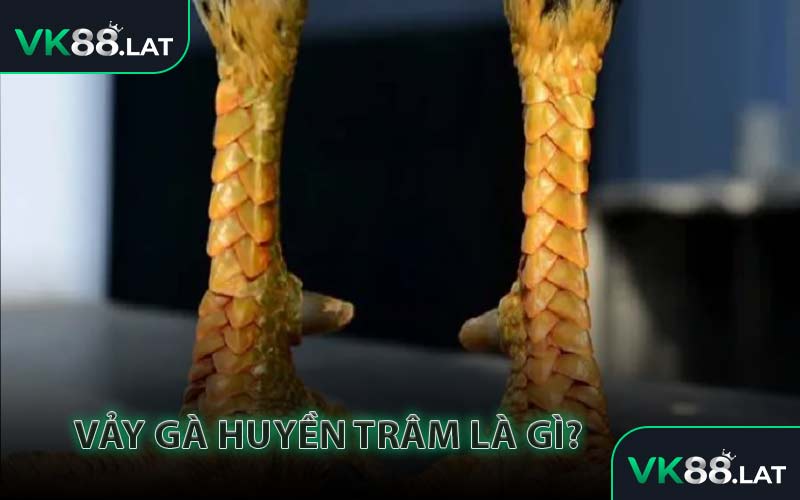 Vảy Gà Huyền Trâm là gì?